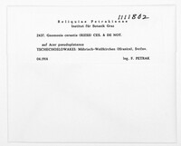 Gnomonia cerastis image
